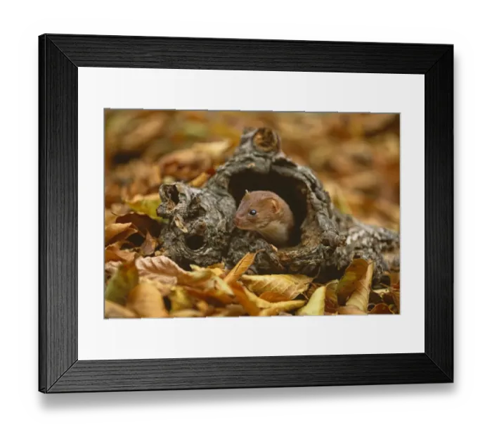 Framed Print : Weasel, Mustela nivalis, peering from log, Kent, UK Framed Print : Weasel, Mustela nivalis, peering from log, Kent, UK