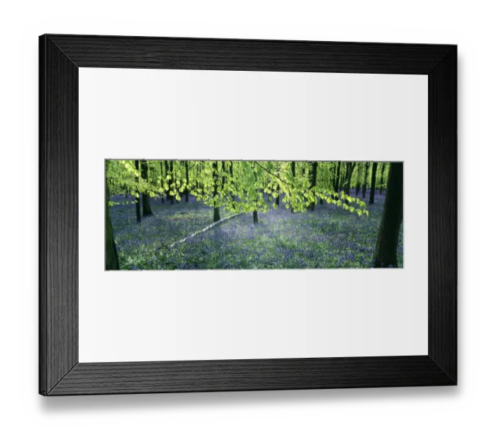 Framed Print : Bluebells and Beech woodland, Buckinghamshire, UK, April Framed Print : Bluebells and Beech woodland, Buckinghamshire, UK, April
