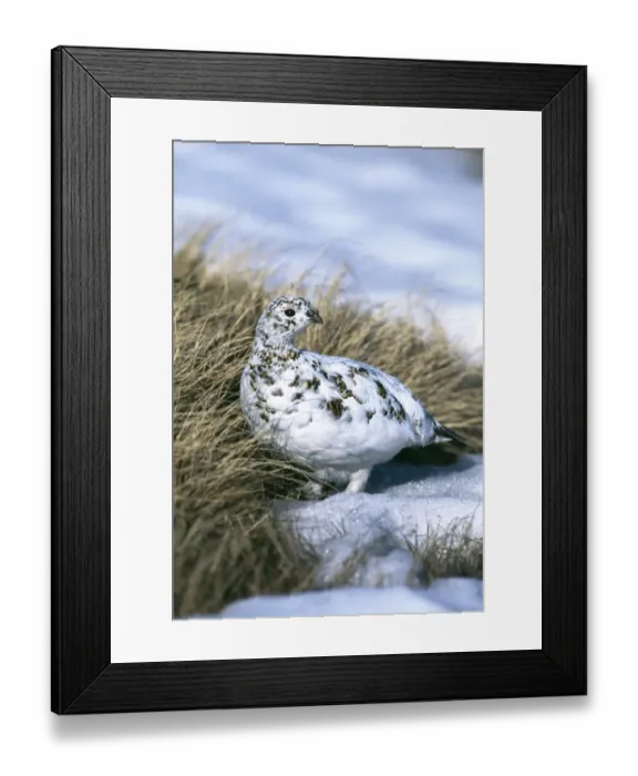 Framed Print : Ptarmigan, Lagopus mutus, female moulting from winter plumage, Cairngorm, Scotland, April
