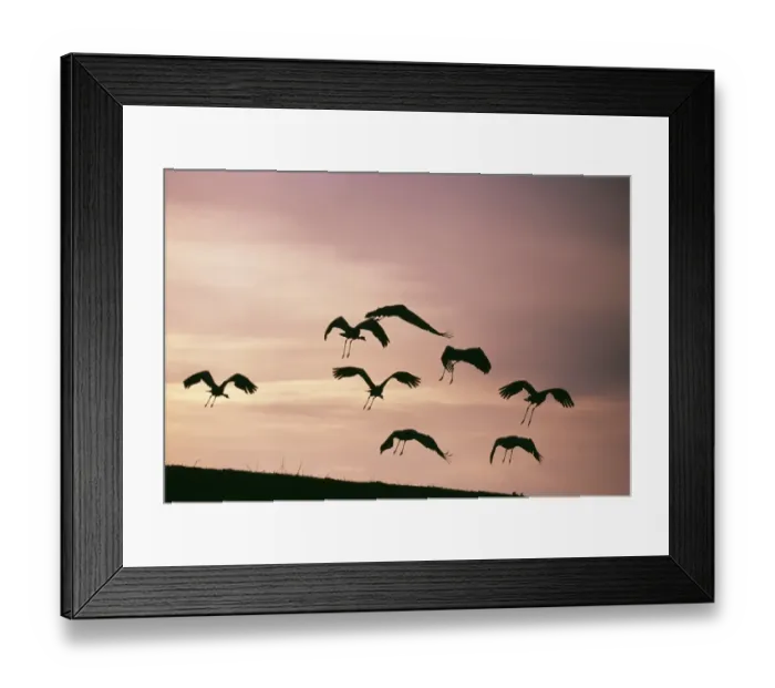 Framed Print : Common Cranes, Grus grus flying to roost, Hornsborga, Sweden, spring Framed Print : Common Cranes, Grus grus flying to roost, Hornsborga, Sweden, spring