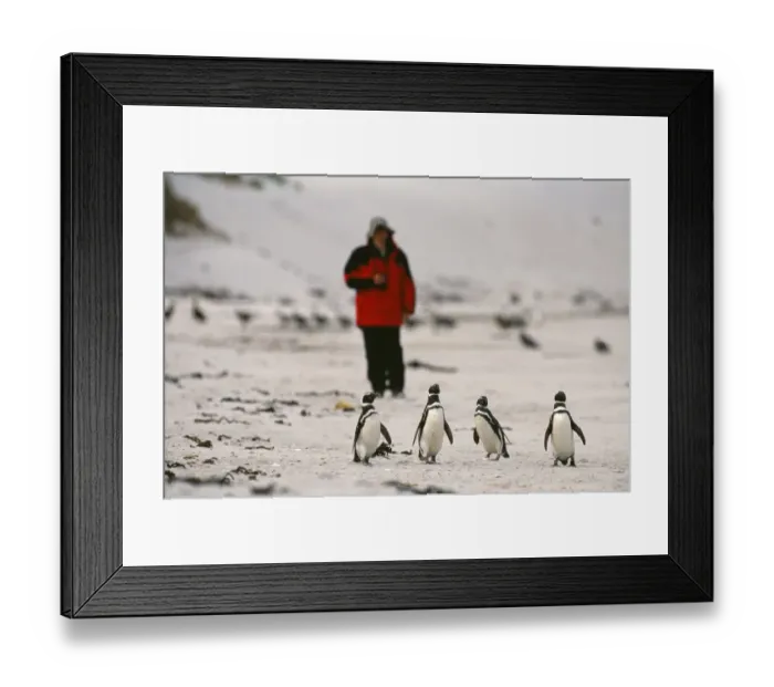 Framed Print : Tourist & Magellanic Penguins on beach, Carcass Island, Falklands Framed Print : Tourist & Magellanic Penguins on beach, Carcass Island, Falklands