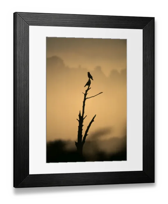 Framed Print : Carrion Crows, Corvus corone, group at dawn, Kent, UK Framed Print : Carrion Crows, Corvus corone, group at dawn, Kent, UK