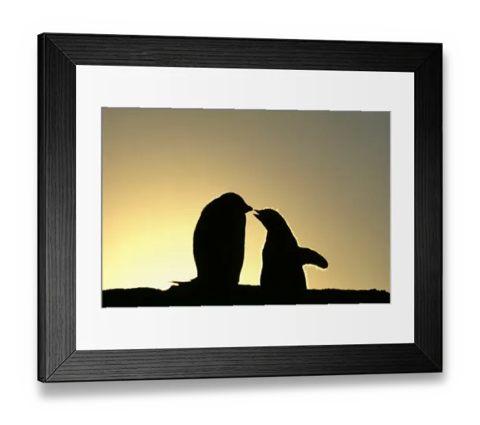 Framed Print : Adelie Penguin, Pygoscelis adeliae, chicks begging for food, silhouetted at dawn Framed Print : Adelie Penguin, Pygoscelis adeliae, chicks begging for food, silhouetted at dawn