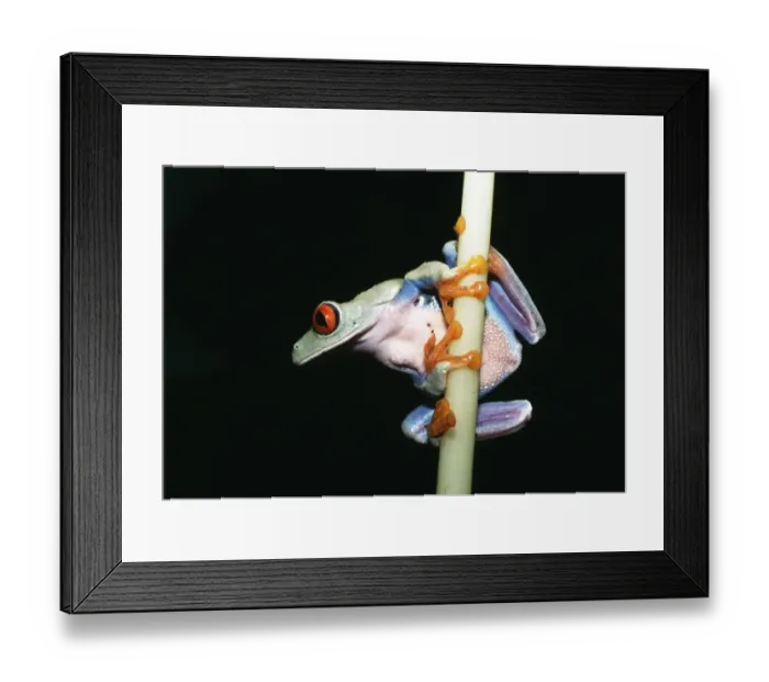 Framed Print : Red-eyed Tree Frog Framed Print : Red-eyed Tree Frog