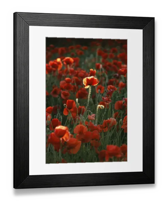 Framed Print : Field Poppies, Kent, summer, UK