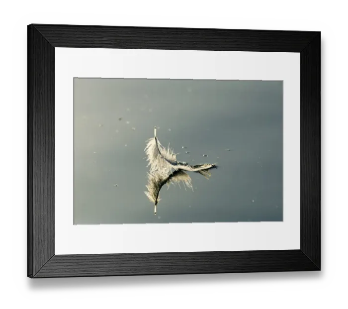 Framed Print : Mute Swan, Cygnus olor, feather Framed Print : Mute Swan, Cygnus olor, feather