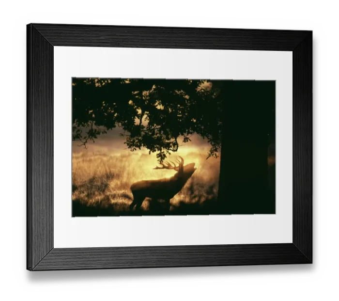 Framed Print : Red Deer, Cervus elaphus, stag roaring at dawn during rut, UK, autumn Framed Print : Red Deer, Cervus elaphus, stag roaring at dawn during rut, UK, autumn