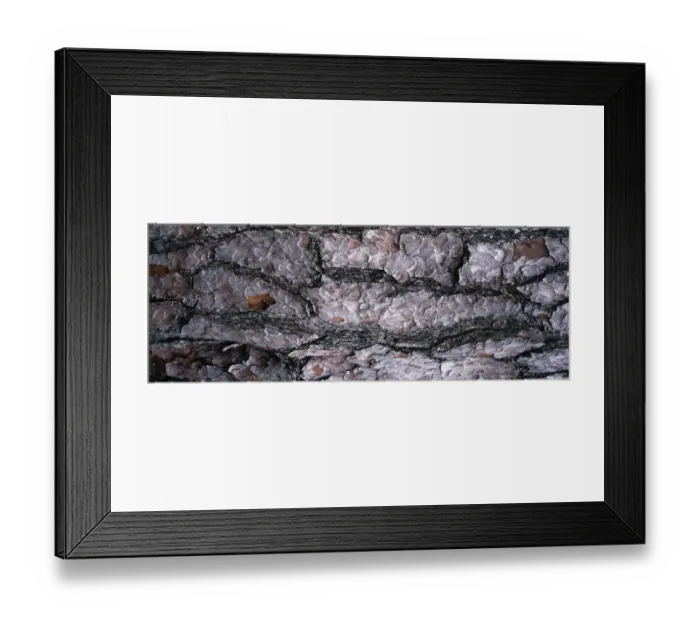 Framed Print : Scots Pine bark, Strathspey, Scotland Framed Print : Scots Pine bark, Strathspey, Scotland