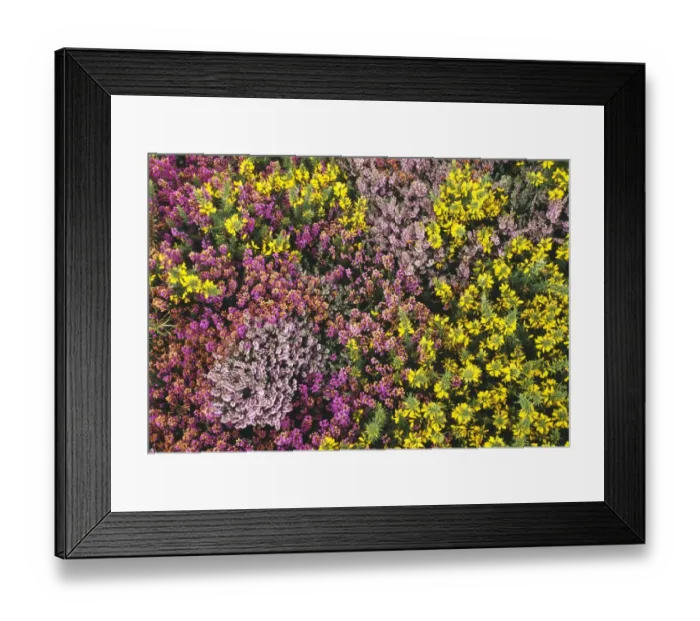 Framed Print : Heather, ling and gorse, Dunwich Heath, Suffolk, UK, summer Framed Print : Heather, ling and gorse, Dunwich Heath, Suffolk, UK, summer