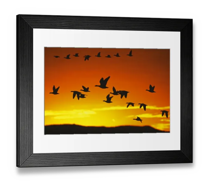 Framed Print : Snow Geese flying out from roost to feed at dawn, Bosque Del Apache, New Mexico, USA Framed Print : Snow Geese flying out from roost to feed at dawn, Bosque Del Apache, New Mexico, USA