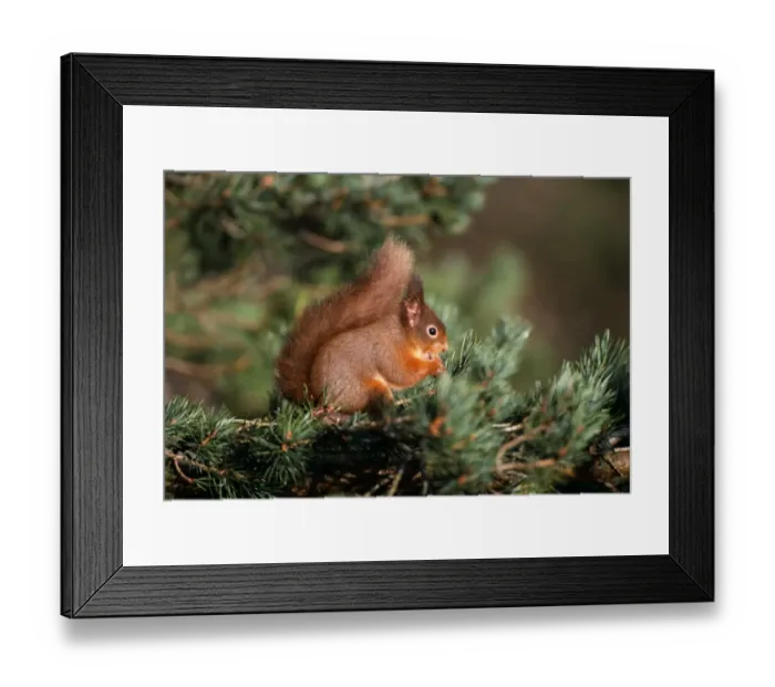 Framed Print : Red Squirrel, Speyside, Scotland, winter Framed Print : Red Squirrel, Speyside, Scotland, winter