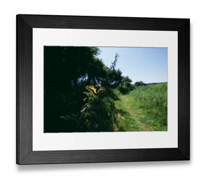 Framed Print : Swallowtail Butterfly on the Weavers Way footpath at Hickling Broad, Norfolk, July Framed Print : Swallowtail Butterfly on the Weavers Way footpath at Hickling Broad, Norfolk, July