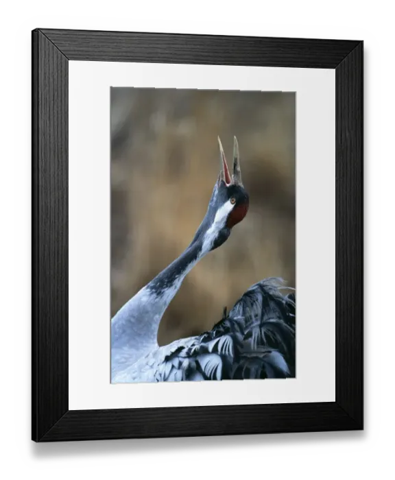 Framed Print : Common Crane, Grus grus, calling at dawn, Hornsborga, Sweden, spring Framed Print : Common Crane, Grus grus, calling at dawn, Hornsborga, Sweden, spring