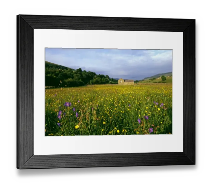 Framed Print : Hay Meadow, Yorkshire Dales with Buttercups, Bloody cranes-bill, and Wood Sorrel, summer Framed Print : Hay Meadow, Yorkshire Dales with Buttercups, Bloody cranes-bill, and Wood Sorrel, summer