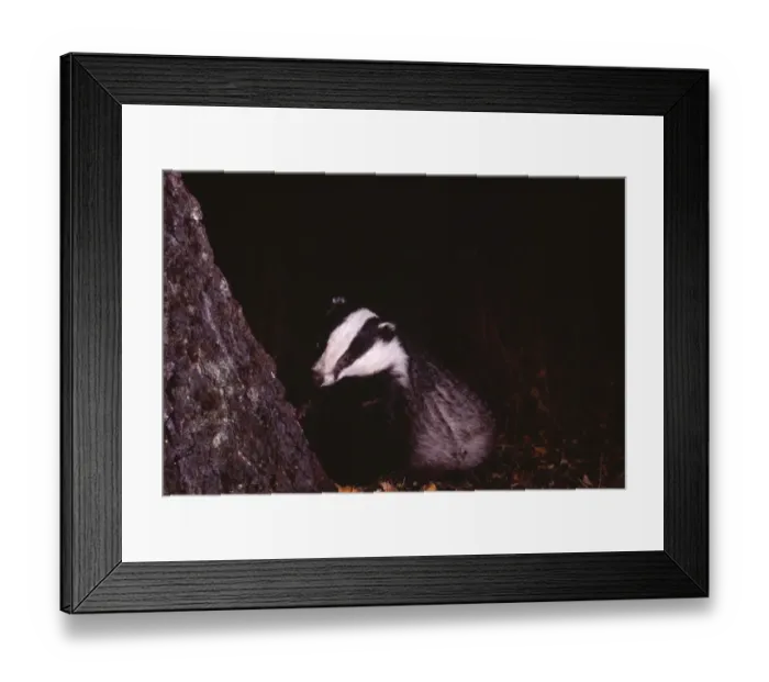 Framed Print : Badger, Meles meles, Scotland, October, young female Framed Print : Badger, Meles meles, Scotland, October, young female
