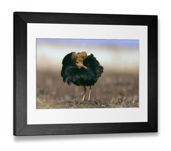 Framed Print : Ruff, Philomachus pugnax, male in full breeding plumage on lek, Finland, May Framed Print : Ruff, Philomachus pugnax, male in full breeding plumage on lek, Finland, May