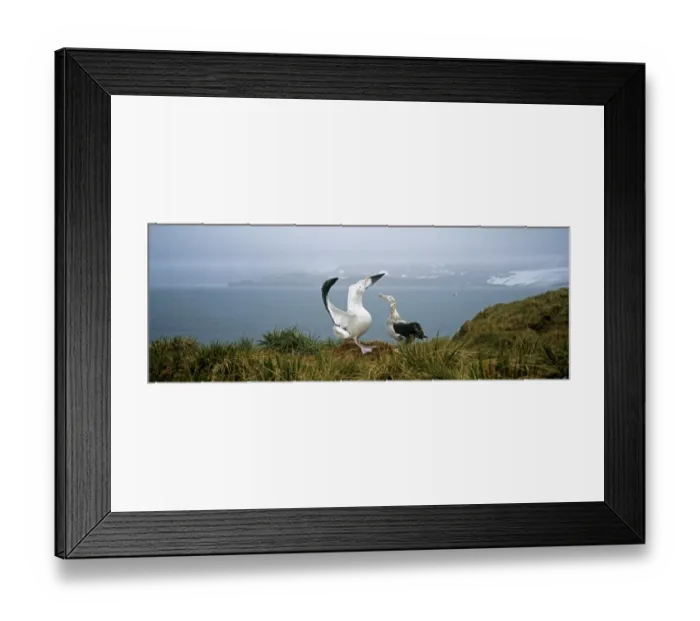 Framed Print : Wandering Albatross, Diomedia exulans, pair, male in display, Albatross Island, Bay of Isles Framed Print : Wandering Albatross, Diomedia exulans, pair, male in display, Albatross Island, Bay of Isles