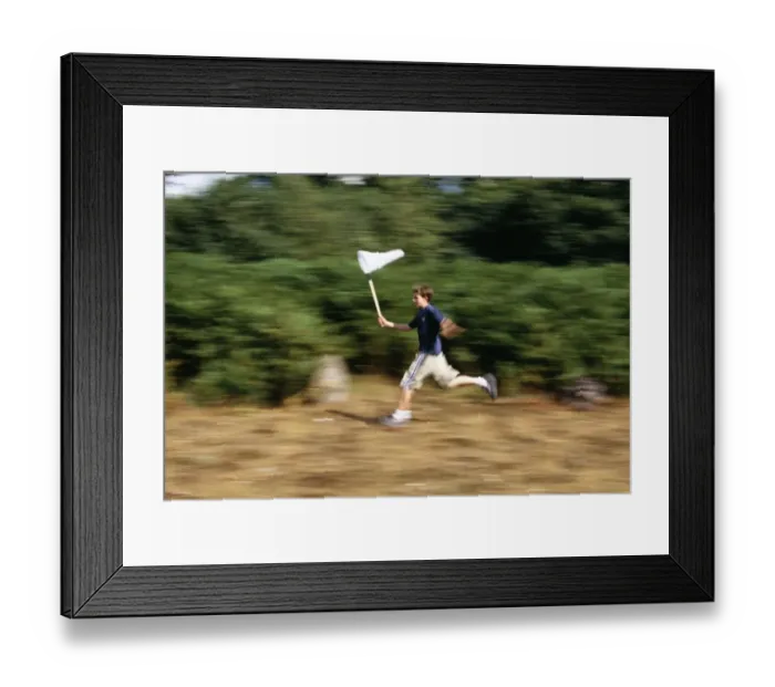 Framed Print : Boy with butterfly net, Kent, UK, summer Framed Print : Boy with butterfly net, Kent, UK, summer