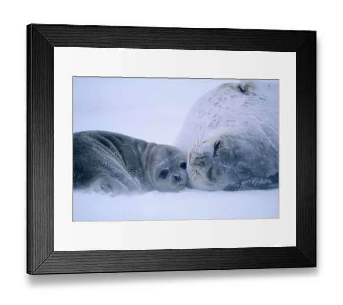 Framed Print : Weddell Seal, Leptonychotes weddelli, mother & young pup, Weddell Sea, Antarctica