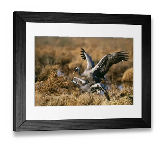 Framed Print : Common Cranes, Grus grus, copulating, Hornsborga, Sweden, spring Framed Print : Common Cranes, Grus grus, copulating, Hornsborga, Sweden, spring