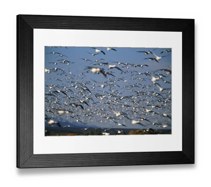 Framed Print : Snow and Rosss Geese, Bosque Del Apache, New Mexico, USA, winter Framed Print : Snow and Rosss Geese, Bosque Del Apache, New Mexico, USA, winter