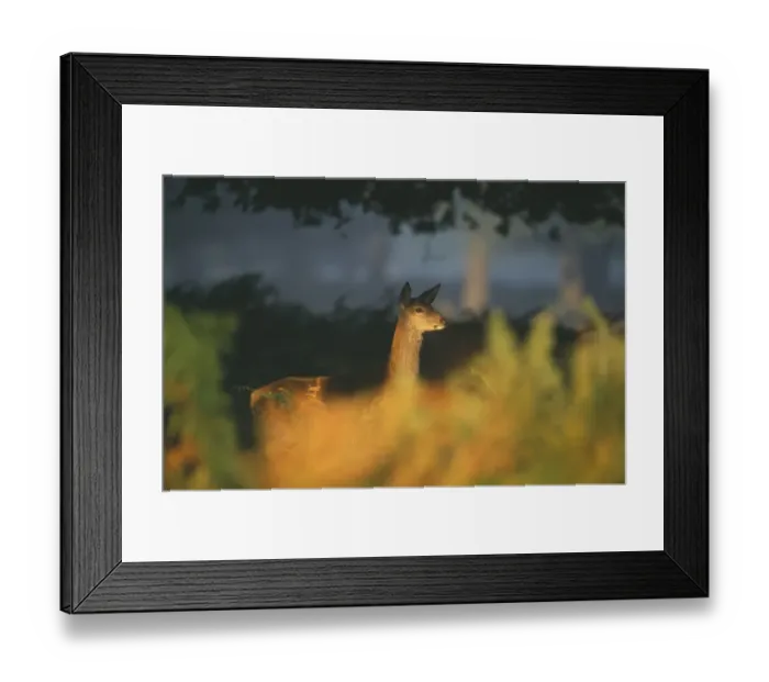 Framed Print : Red Deer, Cervus elaphus, doe at dawn, New Forest, Hants, UK, autumn Framed Print : Red Deer, Cervus elaphus, doe at dawn, New Forest, Hants, UK, autumn