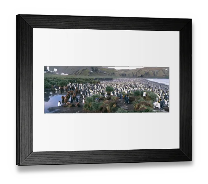 Framed Print : King Penguins, Aptenodytes patagonicus, colony at Gold Harbour, South Georgia, January Framed Print : King Penguins, Aptenodytes patagonicus, colony at Gold Harbour, South Georgia, January