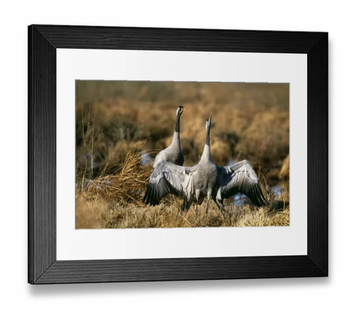 Framed Print : Common Cranes, Grus grus, in courtship prior to copulation, Hornsborga, Sweden, spring Framed Print : Common Cranes, Grus grus, in courtship prior to copulation, Hornsborga, Sweden, spring