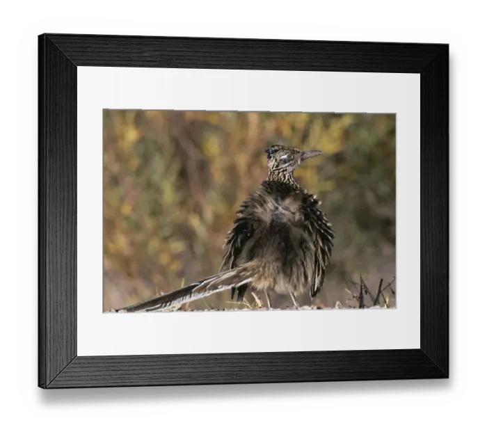 Framed Print : Greater Roadrunner, Geococcyx californianus, sun bathing, Bosque Del Apache, New Mexico Framed Print : Greater Roadrunner, Geococcyx californianus, sun bathing, Bosque Del Apache, New Mexico