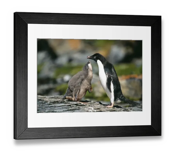 Framed Print : Adelie Penguin, Pygoscelis adeliae, chick begging for food from parent, Antarctic Peninsula Framed Print : Adelie Penguin, Pygoscelis adeliae, chick begging for food from parent, Antarctic Peninsula