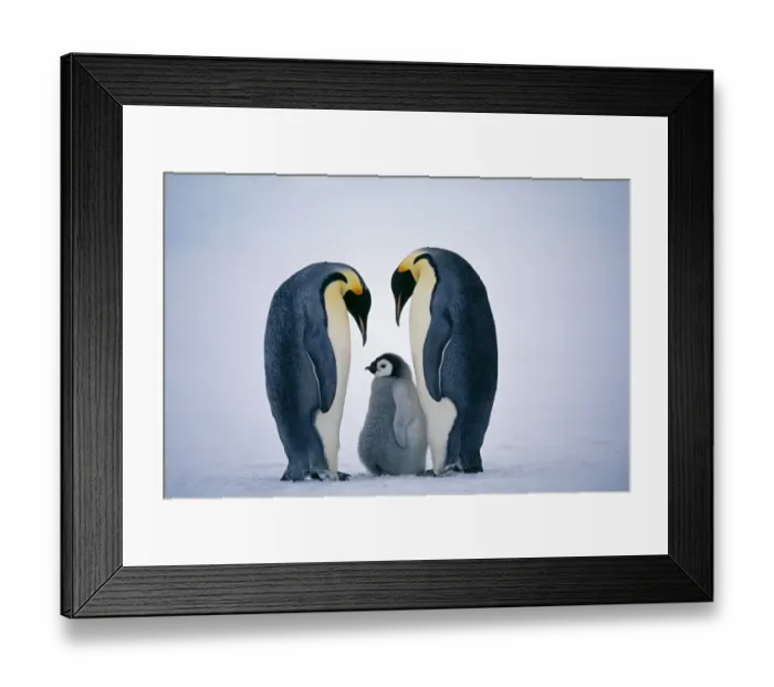Framed Print : Emperor Penguins, Aptenodytes forsteri, family, Weddell Sea, Antarctica Framed Print : Emperor Penguins, Aptenodytes forsteri, family, Weddell Sea, Antarctica