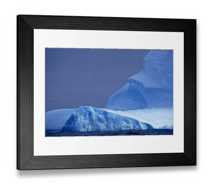 Framed Print : Chinstrap Penguins on blue iceberg, Antarctica