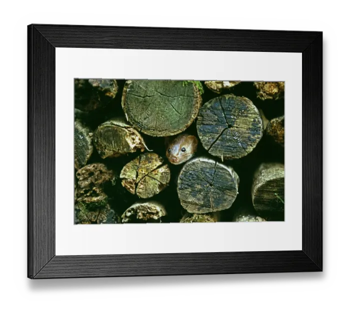 Framed Print : Weasel, Mustela nivalis, peering from log pile, UK Framed Print : Weasel, Mustela nivalis, peering from log pile, UK