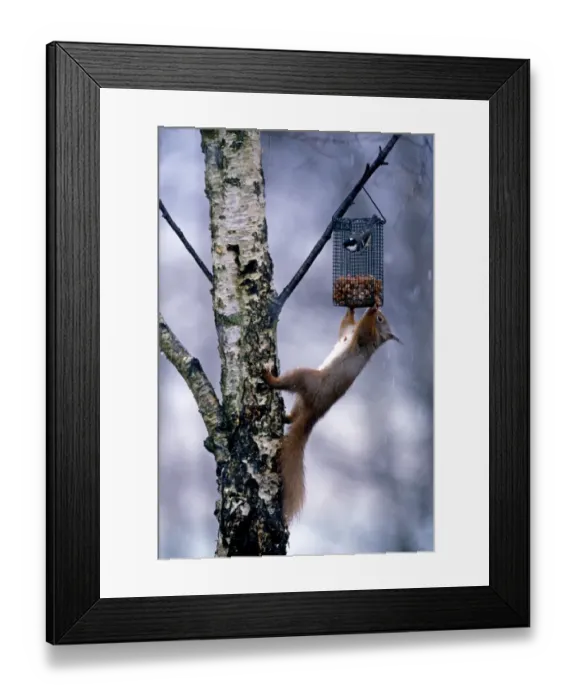 Framed Print : Red Squirrel and Coal Tit on garden nut feeder, Scotland, winter Framed Print : Red Squirrel and Coal Tit on garden nut feeder, Scotland, winter
