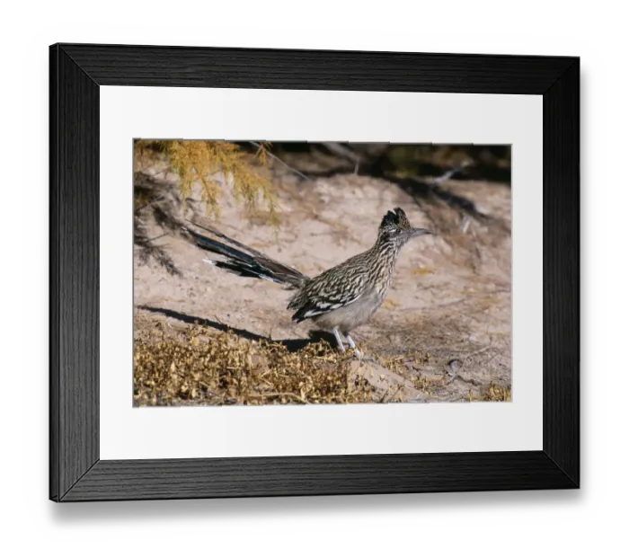 Framed Print : Greater Roadrunner, Geococcyx californianus, Bosque Del Apache, New Mexico, USA