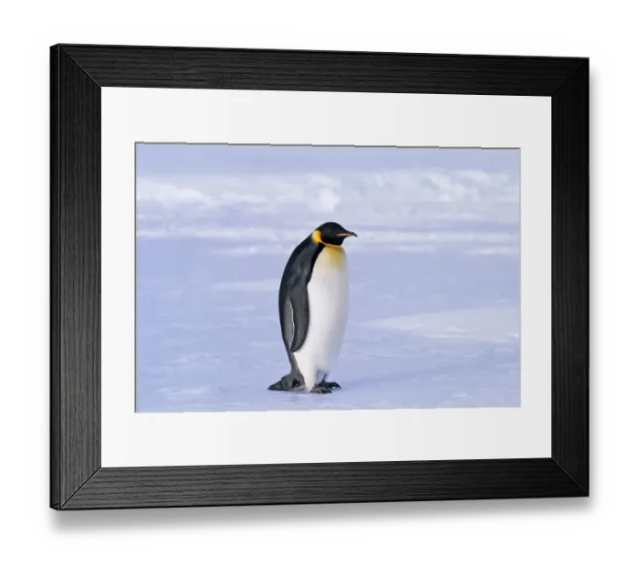 Framed Print : Emperor Penguins, Aptenodytes forsteri, Weddell Sea, Antarctica Framed Print : Emperor Penguins, Aptenodytes forsteri, Weddell Sea, Antarctica