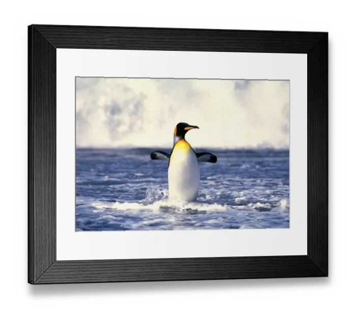 Framed Print : King Penguin, Aptenodytes patagonicus, walking ashore, St Andrews Bay, South Georgia Framed Print : King Penguin, Aptenodytes patagonicus, walking ashore, St Andrews Bay, South Georgia