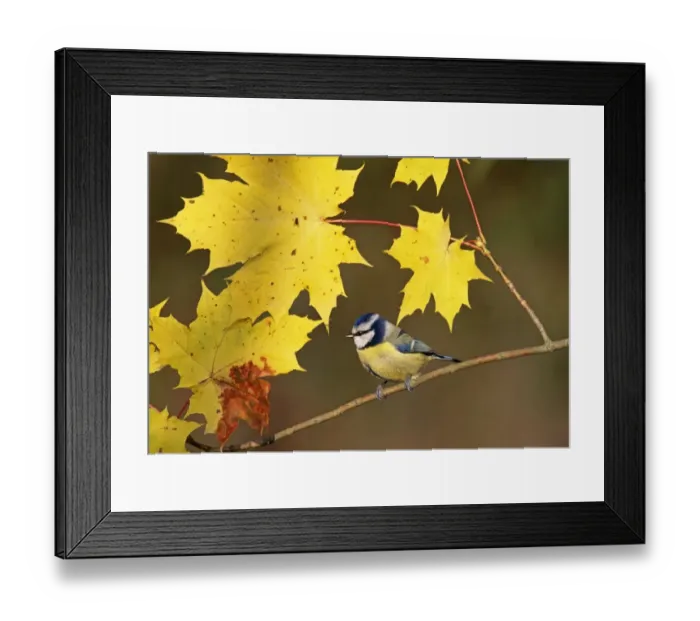 Framed Print : Blue Tit, Parus caeruleus, among autumn leaves, UK, November Framed Print : Blue Tit, Parus caeruleus, among autumn leaves, UK, November
