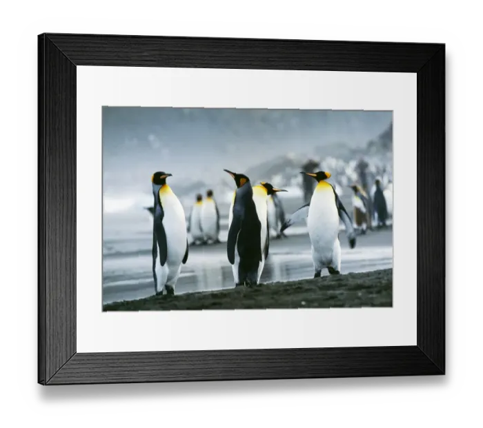 Framed Print : King Penguin, Aptenodytes patagonicus, St Andrews Bay, South Georgia, January Framed Print : King Penguin, Aptenodytes patagonicus, St Andrews Bay, South Georgia, January