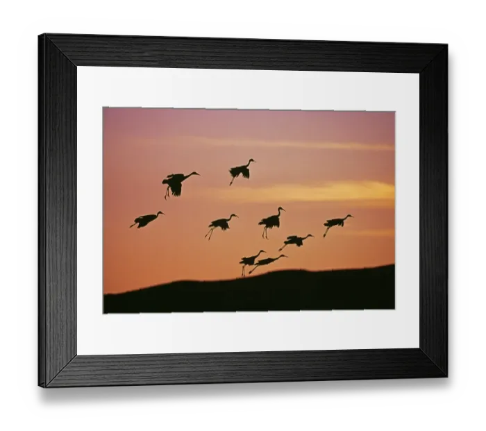 Framed Print : Sandhill Cranes, Grus canadensis, arriving at roosting pond at dusk, Bosque Del Apache