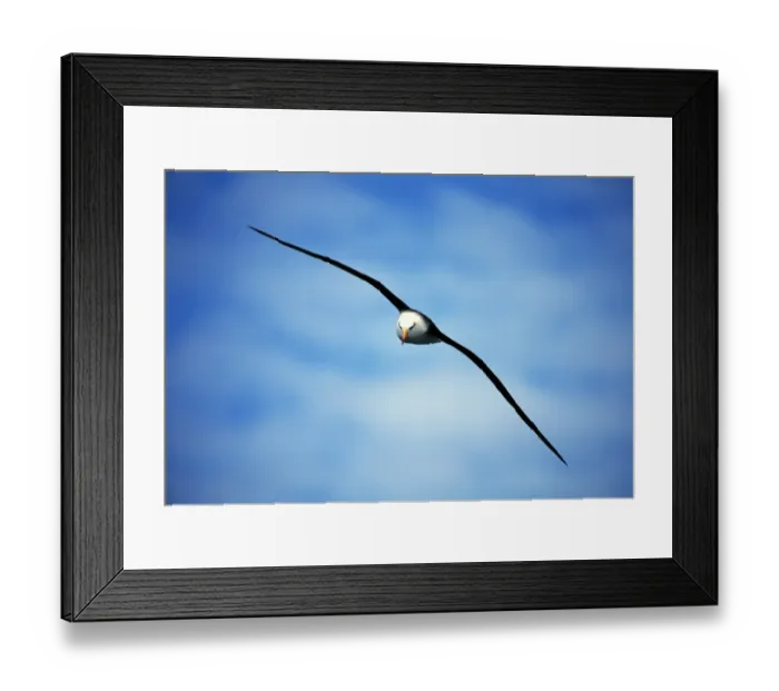 Framed Print : Black-browed Albatross, Thalassarche melanophrys, adult, Southern Ocean, Antarctica Framed Print : Black-browed Albatross, Thalassarche melanophrys, adult, Southern Ocean, Antarctica
