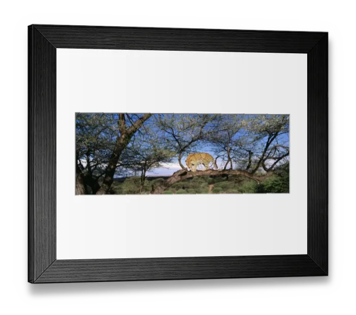 Framed Print : Leopard in tree, S. Africa Framed Print : Leopard in tree, S. Africa