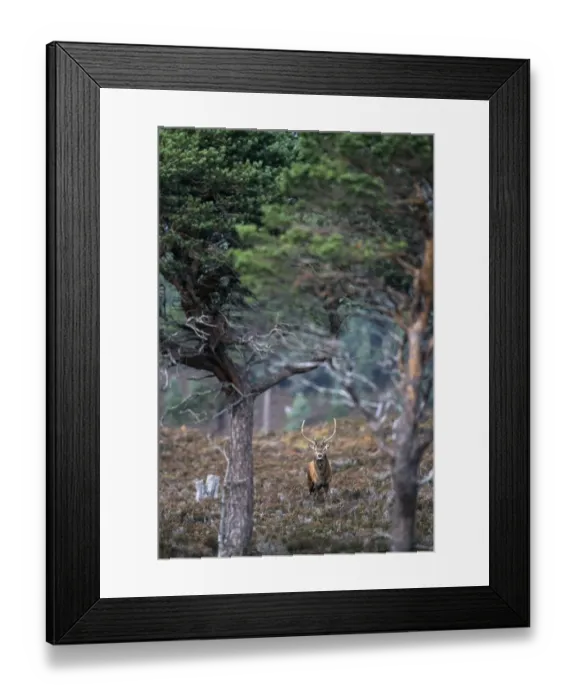 Framed Print : Red Deer, Cervus elaphus, stag in Caledonian Pine Forest, Cairngorm National Park Framed Print : Red Deer, Cervus elaphus, stag in Caledonian Pine Forest, Cairngorm National Park