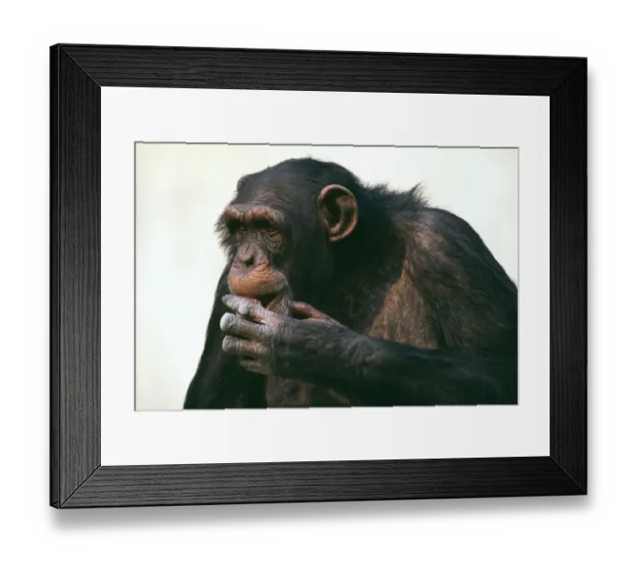 Framed Print : Chimpanzee, old individual in zoo Framed Print : Chimpanzee, old individual in zoo
