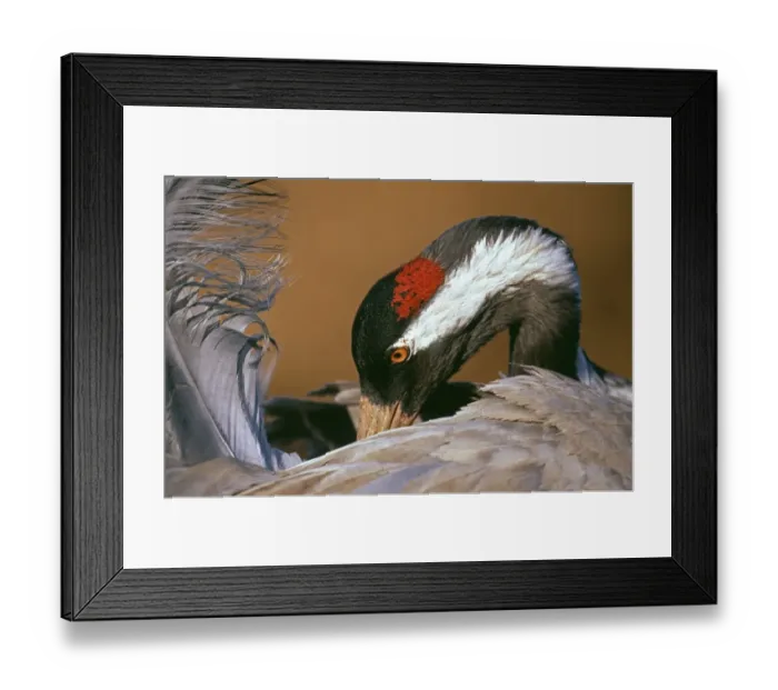 Framed Print : Common Crane, Grus grus, preening, Hornsborga, Sweden, spring Framed Print : Common Crane, Grus grus, preening, Hornsborga, Sweden, spring