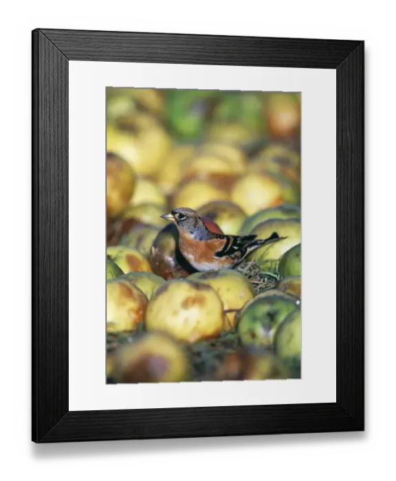 Framed Print : Brambling, Fringilla montgringilla, Kent, winter Framed Print : Brambling, Fringilla montgringilla, Kent, winter