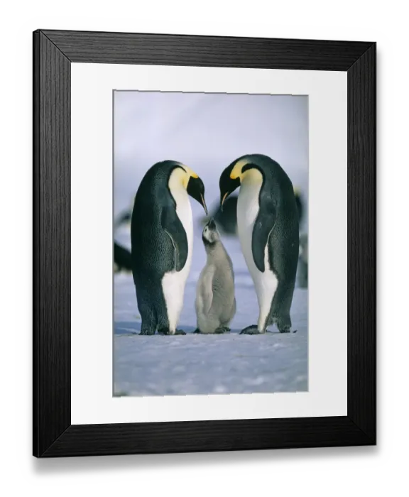 Framed Print : Emperor Penguin, Aptenodytes forsteri, , Weddell Sea, Antarctica Framed Print : Emperor Penguin, Aptenodytes forsteri, , Weddell Sea, Antarctica