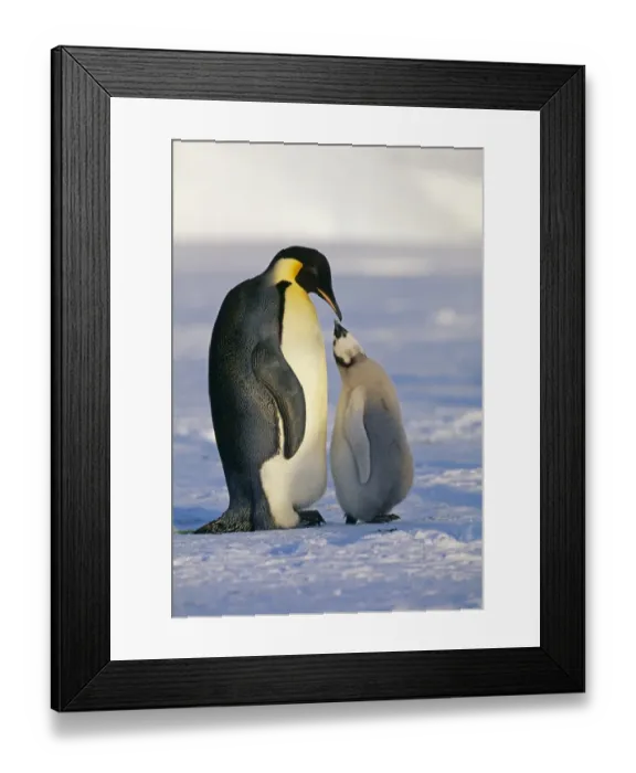 Framed Print : Emperor Penguin, Aptenodytes forsteri, with chick, Weddell Sea, Antarctica Framed Print : Emperor Penguin, Aptenodytes forsteri, with chick, Weddell Sea, Antarctica