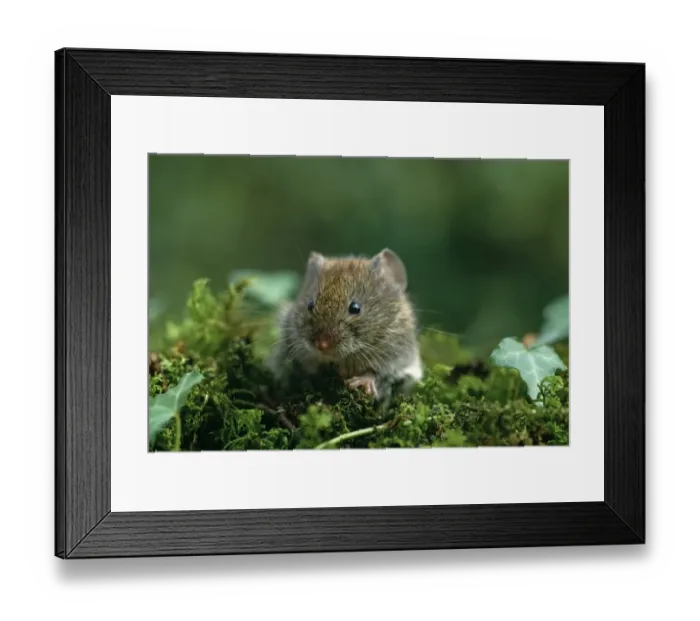 Framed Print : Field Vole, Microtus arvalis, Kent, UK