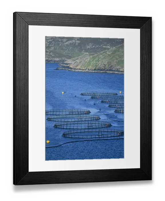 Framed Print : Fish farm in sea loch, Shetland, Scotland Framed Print : Fish farm in sea loch, Shetland, Scotland